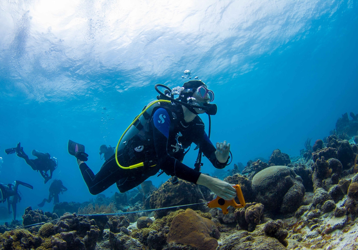 Monitoring coral transects by Tom Moore