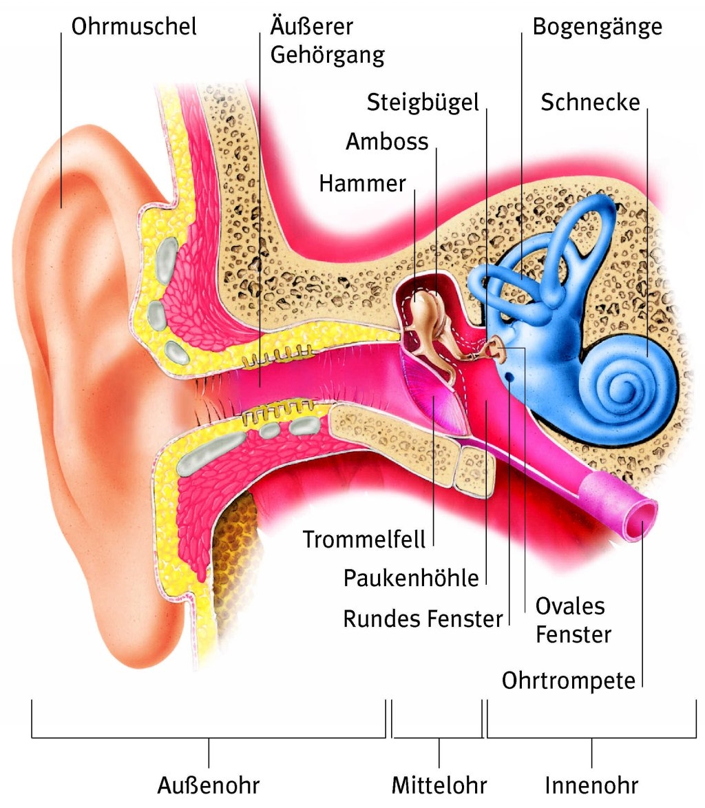 Abbildung 1 (c) The ear
(c) Archive Taucher.Net