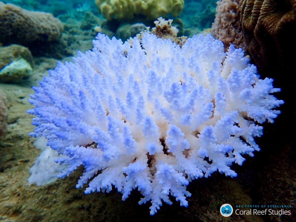Coral Bleaching Survey Orpheus Island 2017 - Greg Torda (c) 