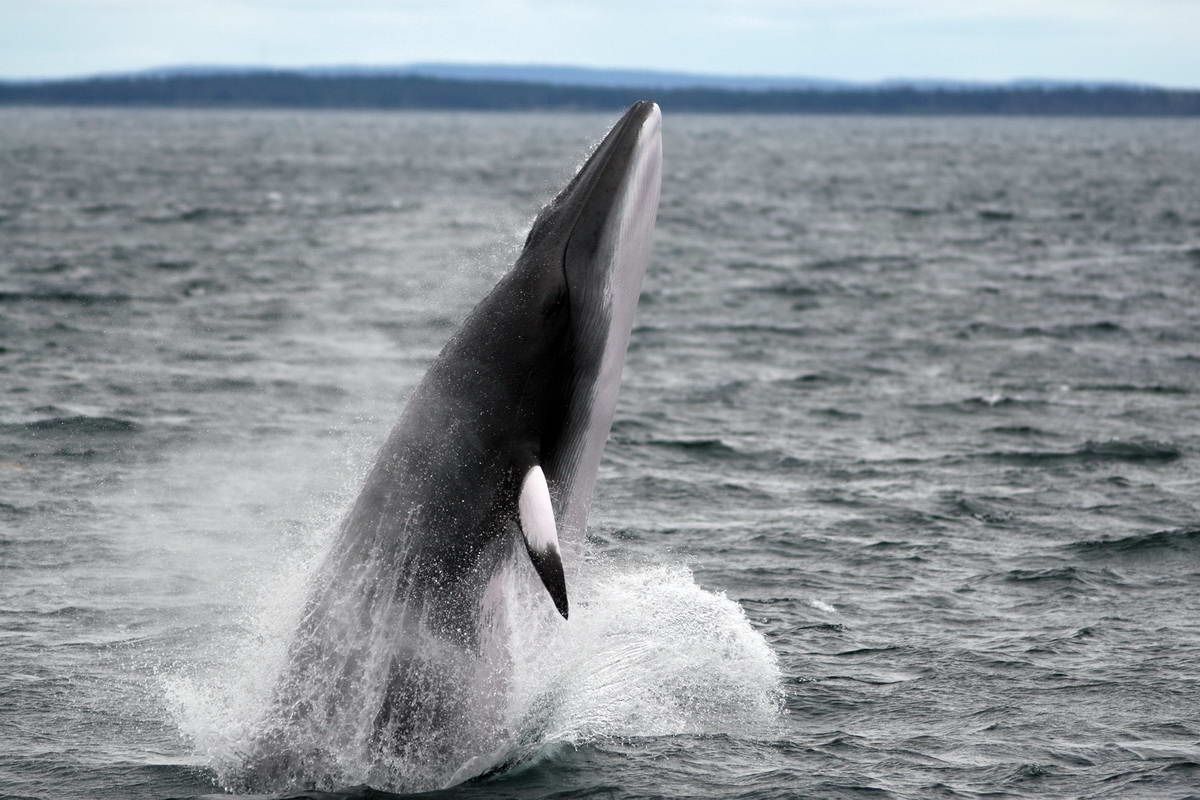 Minke whale
(c) Michael J. Tetley