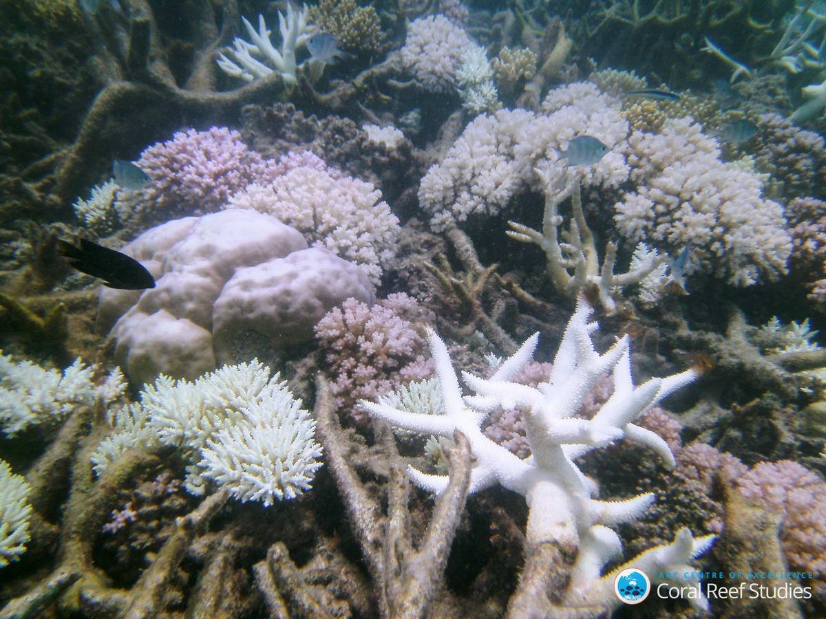 PICT0042_Bildgröße ändern (c) Some species decline and others survive severe bleaching events.
(c) ARC CoE for Coral Reef Studies/ Laura Richardson