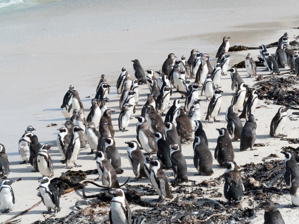 2_02 (c) Penguins
(c) Jan Finsterbusch