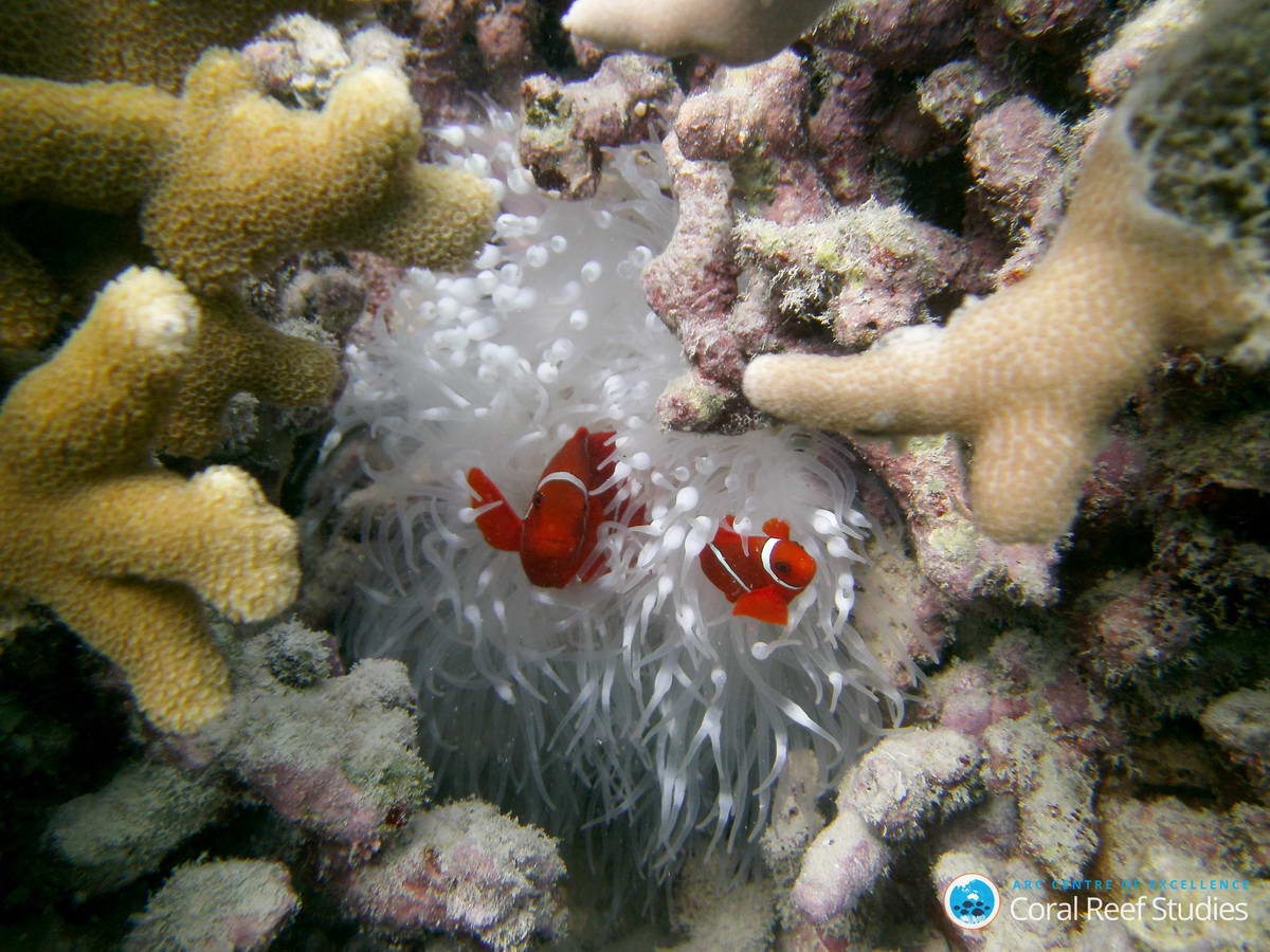 PICT0022_Bildgröße ändern (c) Clown fish at Lizard Island during the 2016 coral
bleaching event on the Great Barrier Reef. (c) ARC CoE for Coral
Reef Studies/ Laura Richardson