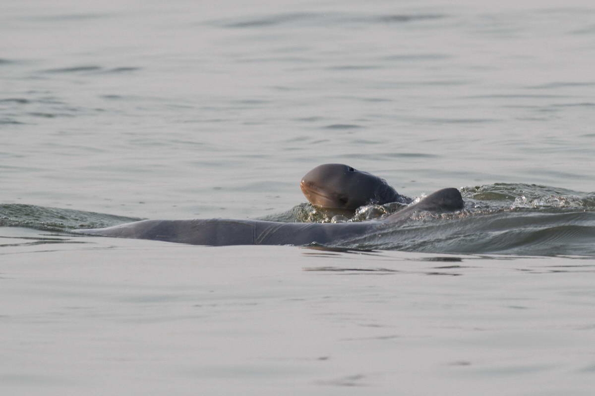 Mekong Dolphins - a subspecies of Irrawaddi dolphins (Orcaella brevirostris)
(c) Lor Kimsan, WWF