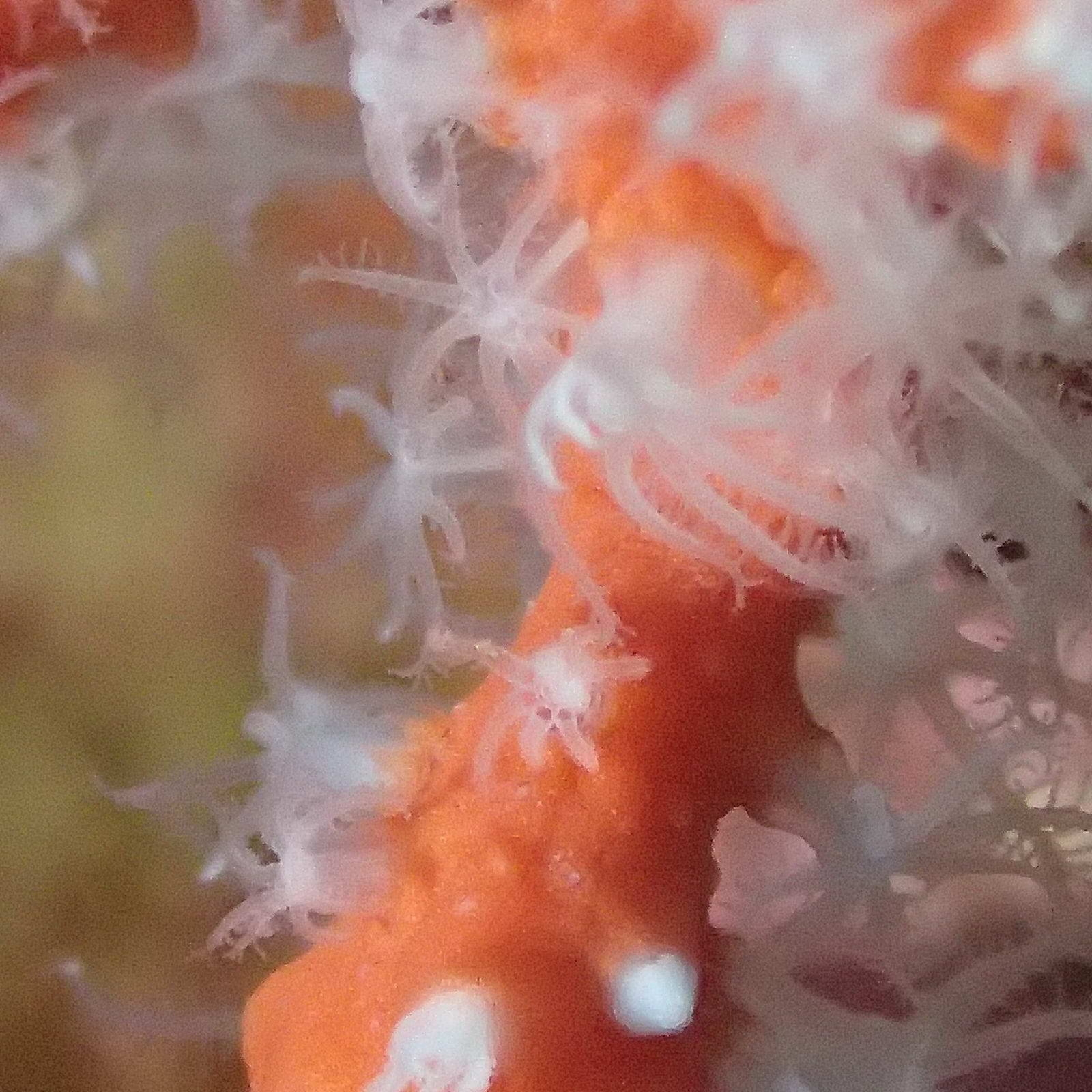 Red Coral (c) Boris Mörker