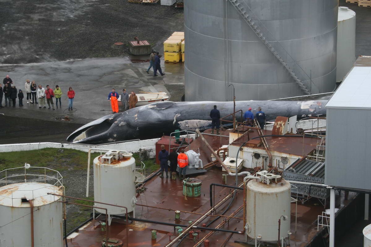 Iceland slaughters first fin whale after a two-year break
(c) WDC