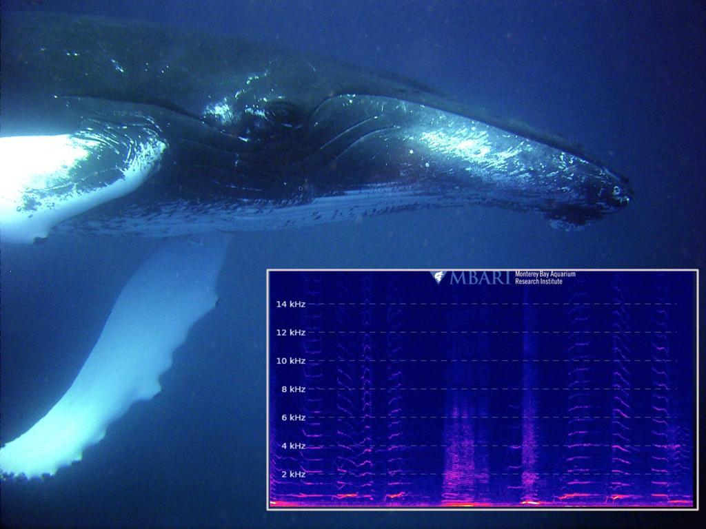 Humpback whale and a spectrogram of the sounds of the deep sea