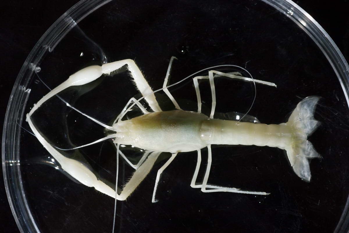 Troglobitic shrimp Typhlocaris ayyaloni
(c) Sasson Tiram