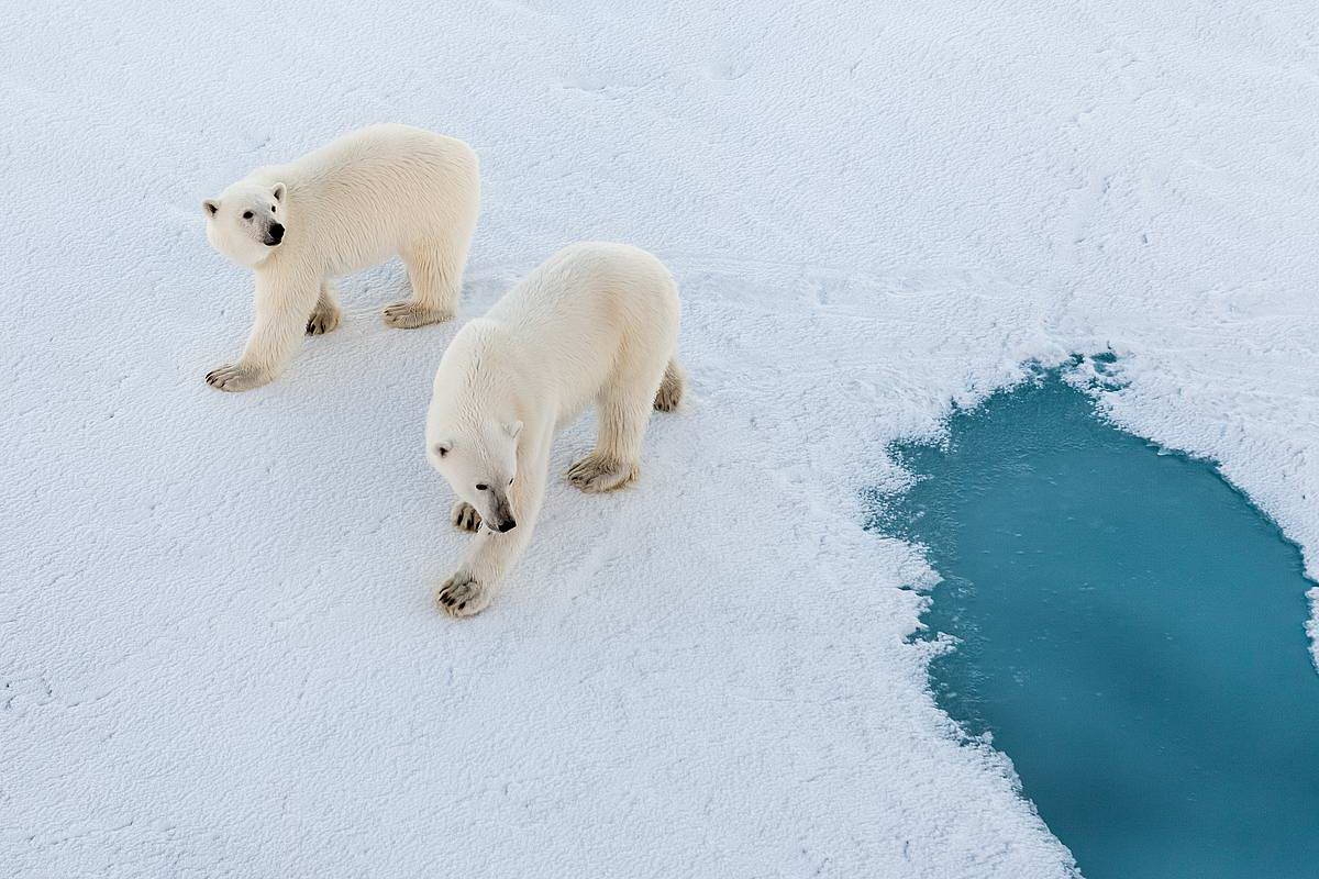 5 (c) Picture of two polar bears on the sea ice of the Arctic Ocean.
(c) Mario Hoppmann