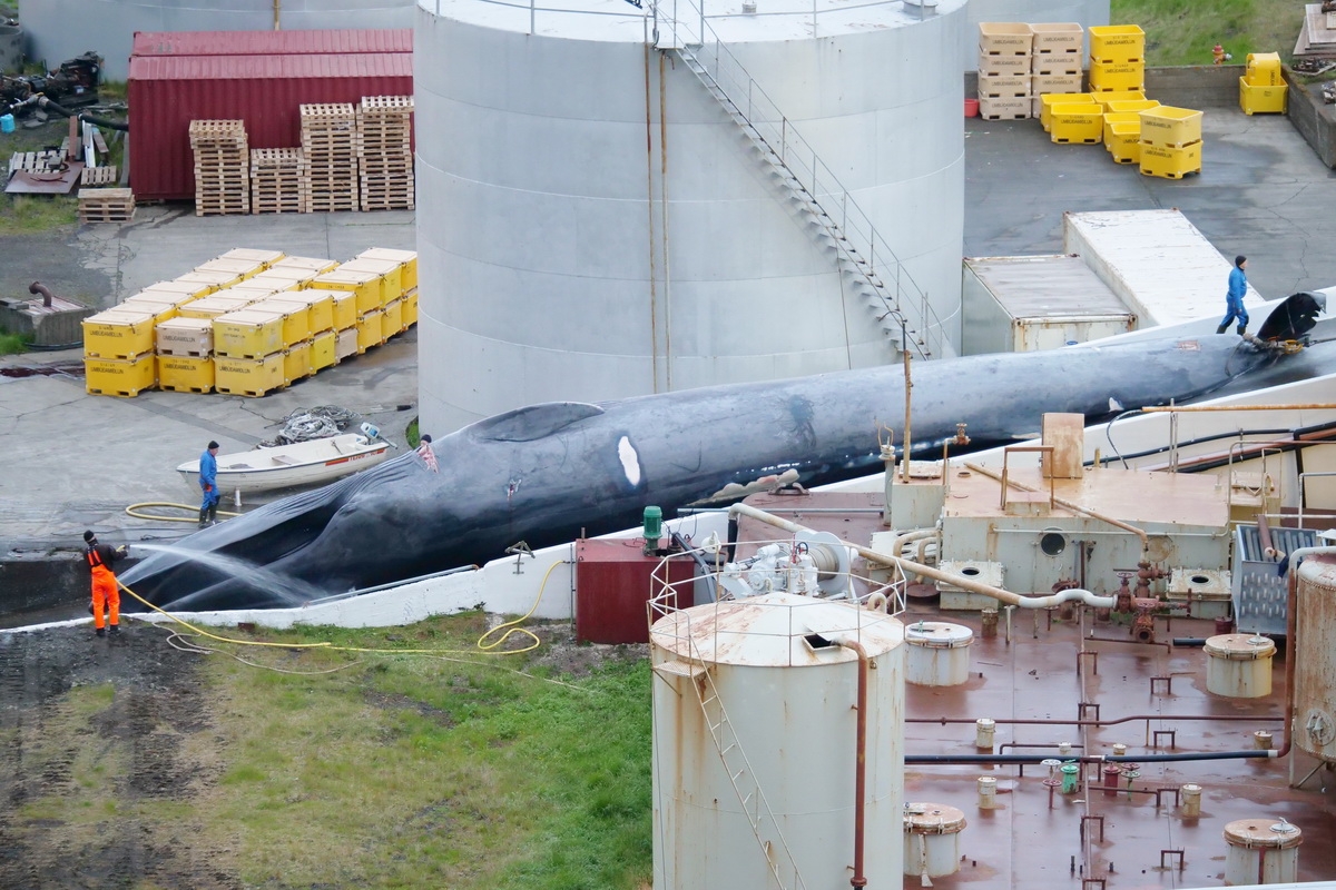 The killed blue whale
(c) Arne Feuerhahn / Hard to Port