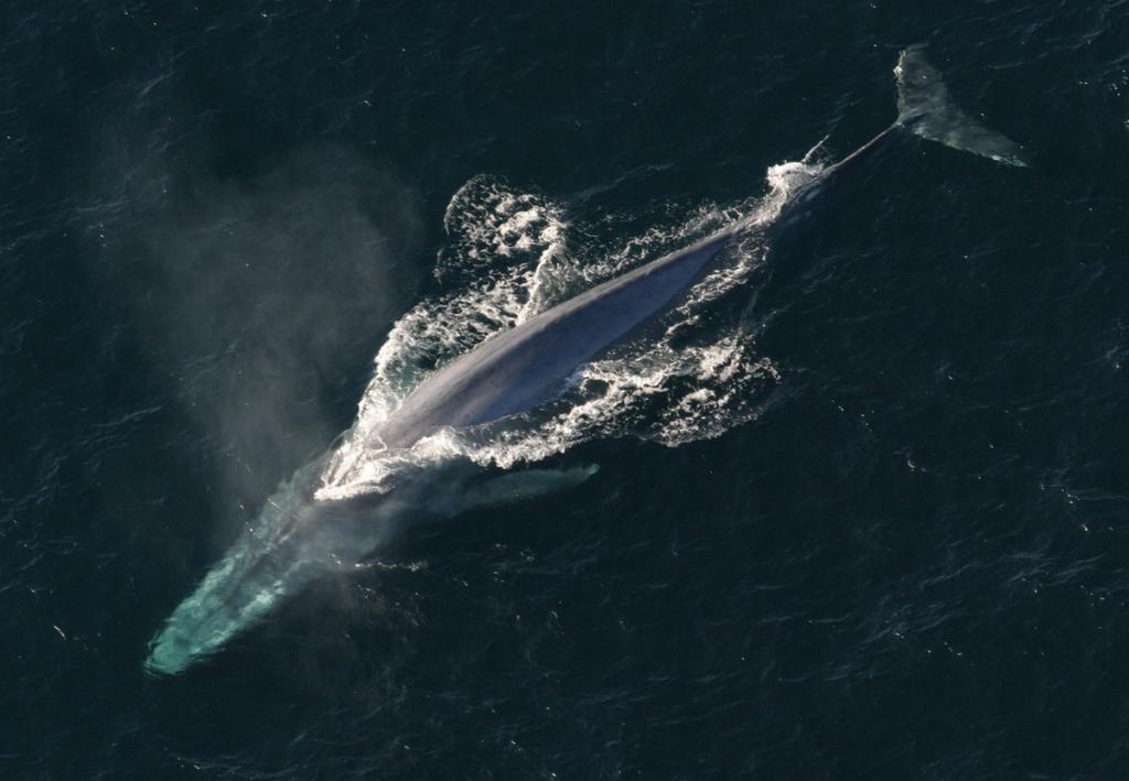 Blue whale
(c) NOAA