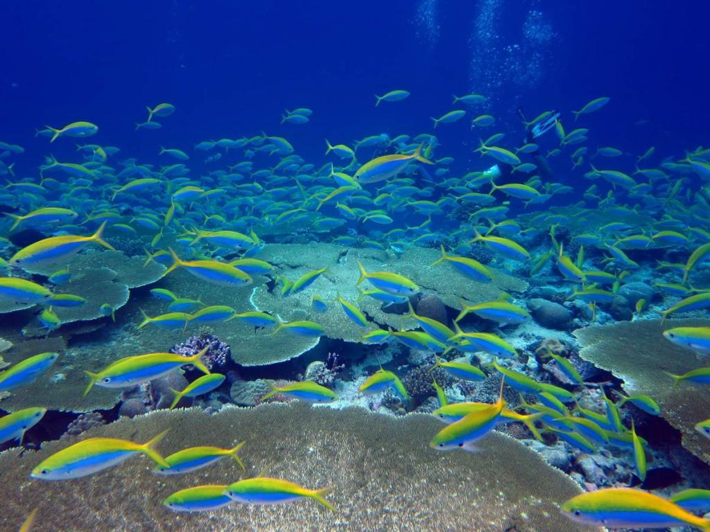 Yellow and blue fusiliers shoal over a reef in the Chagos Archipelago
(c) Nick Graham