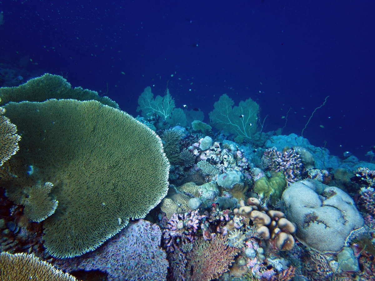 A coral reef crest in the Chagos Archipelago
(c) Nick Graham