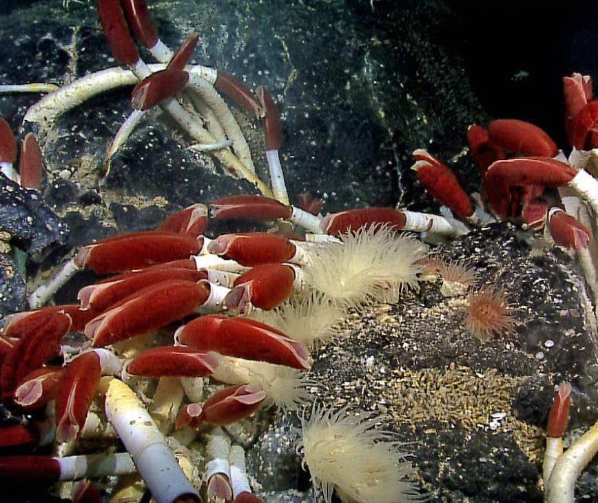 Deep-Sea Life at a smoker
(c) IUCN