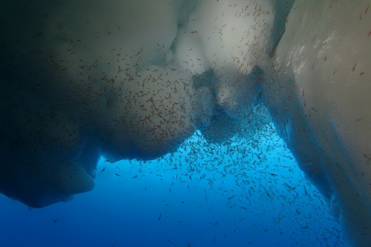 Krill larvae in the Antarctic
(c) Ulrich Freier