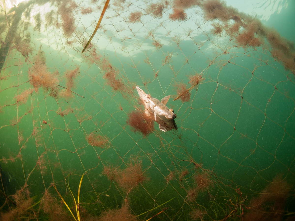 2 (c) Documentation of ghostnets by Warnemünde: The underwater photo depicts a fish that got trapped in a ghostnet and died.
(c) Wolf Wichmann / WWF