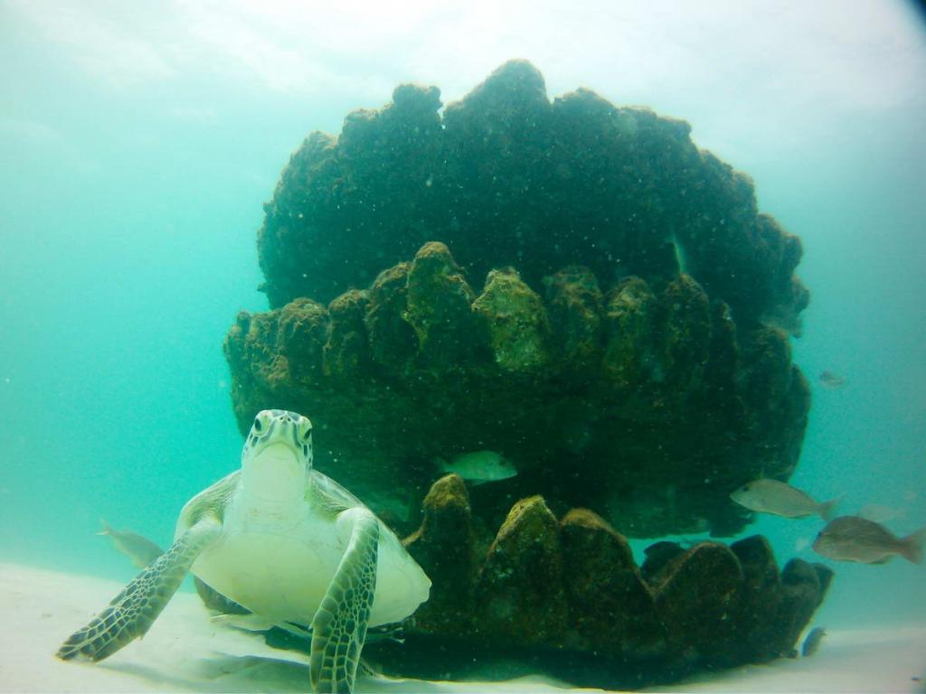 UWMuseum_01 (c) Sea Turtle at Grayton Beach - South Walton FL