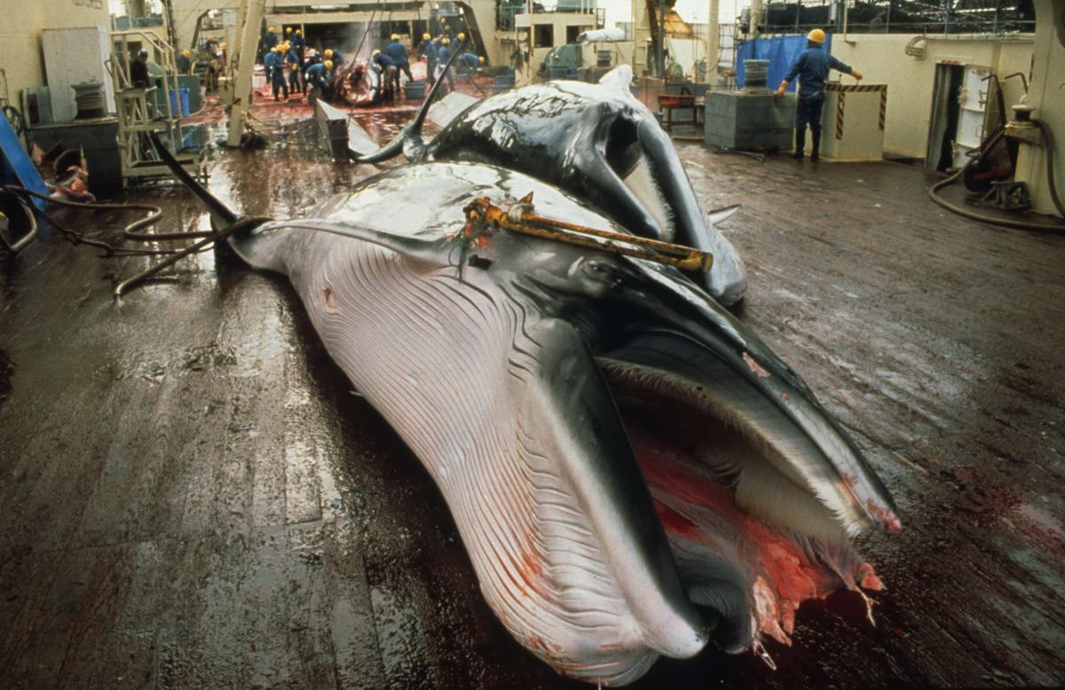 Whaling - Mark Votier / WDC
