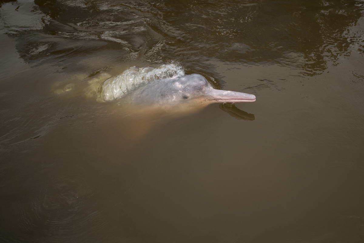 Amazon river dolphin (Inia geoffrensis)
(c) WWF