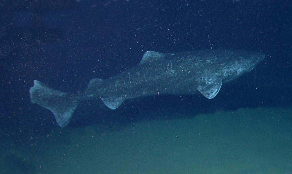 Greenland Shark (c) NOAA (Expl9984)