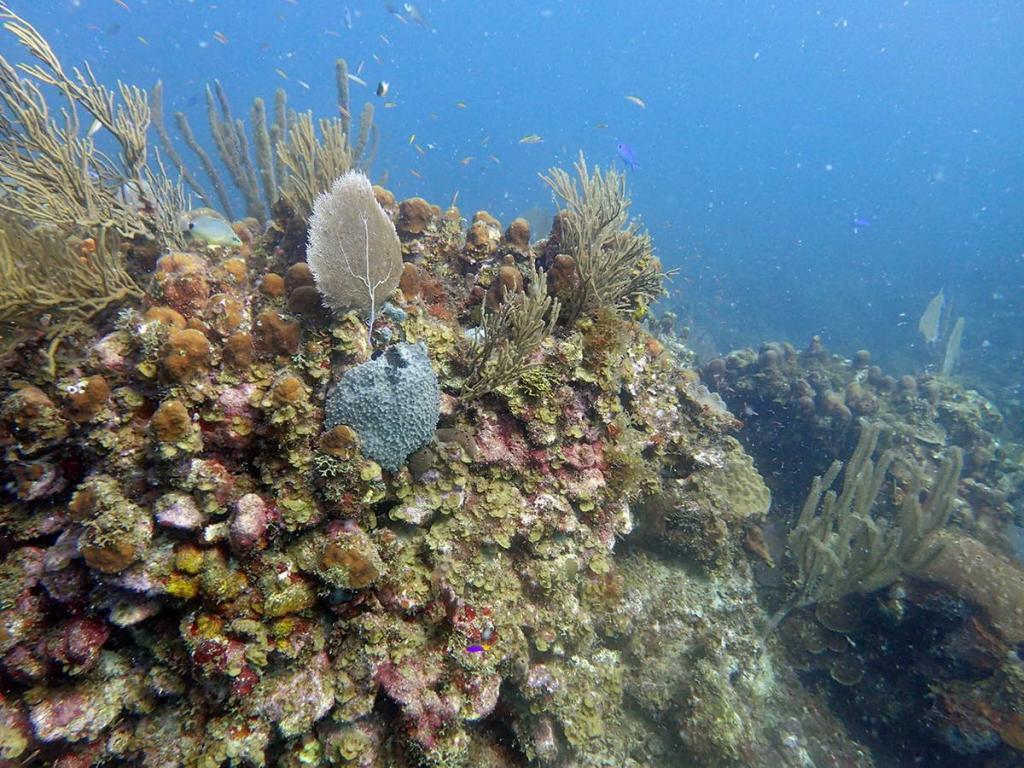 The healthy Tektite reef, which has an abundance of coral and fish., (c) Amy Apprill, WHOI