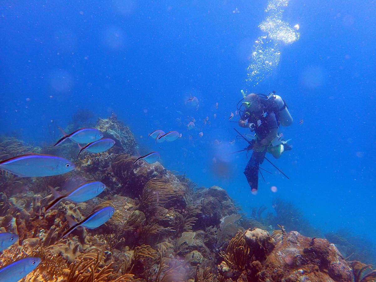 Aran Mooney, a sensory ecologist and bioacoustician at WHOI, deploying a settlement experiment at the Tektite site (most pristine reef) in the US Virgin Islands. (c) Amy Apprill, WHOI