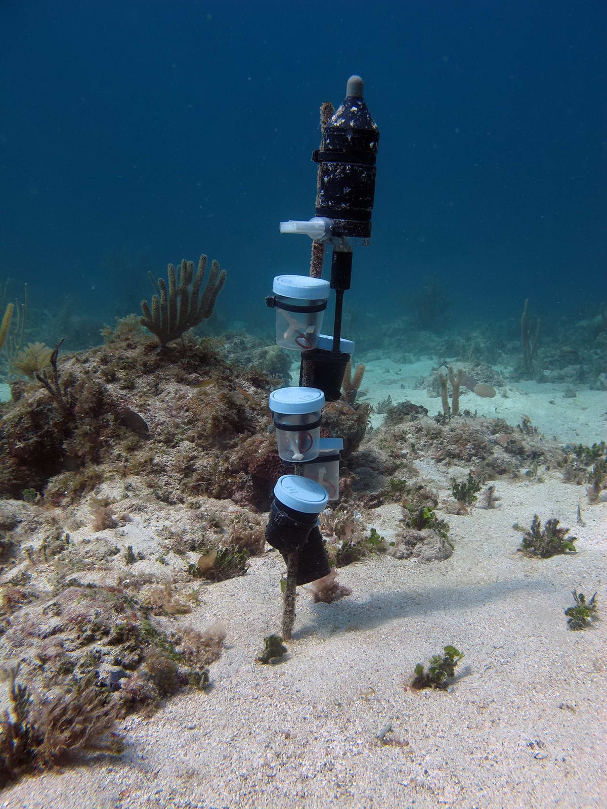 Settlement experiment deployed at the more degraded, less fish abundant Cocolaba reef in the US Virgin Islands. (c) Amy Apprill, WHOI