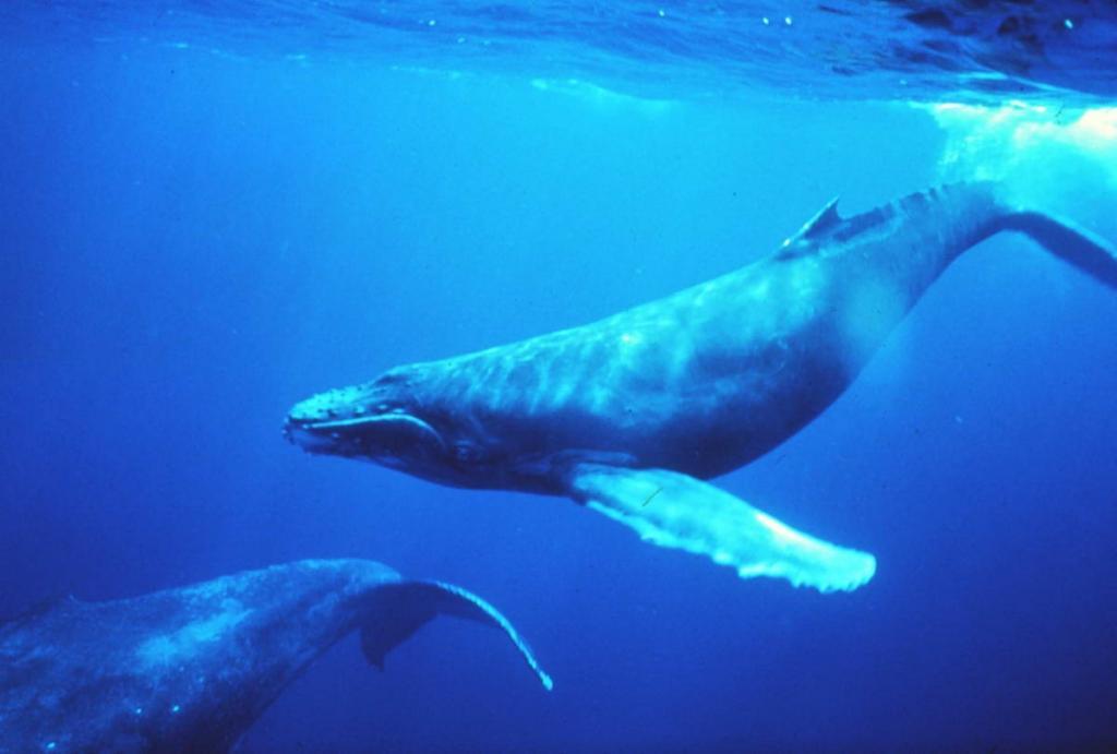 Humpback_whales_in_singing_position_klein (c) Humpback Whales in singing position (c) NOAA