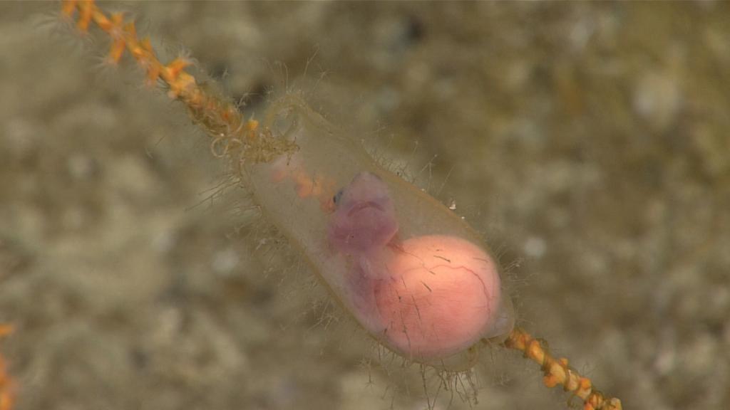 Océano Profundo 2018: Exploring Deep-sea Habitats off Puerto Ri (c) Catshark embryo in the eggshell, (c) NOAA Office of Ocean Exploration and Research