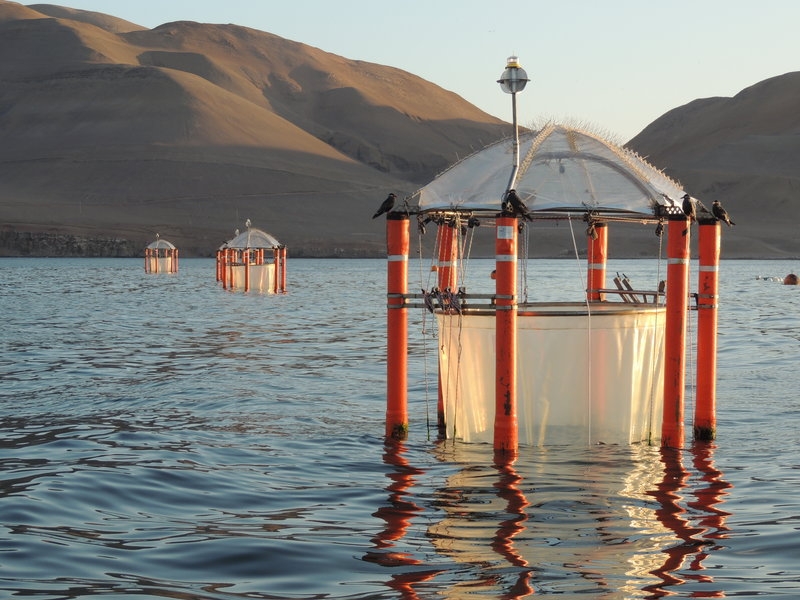 As early as 2017, the mesocosms were deployed off the coast of Peru,(c) Ulf Riebesell / GEOMAR