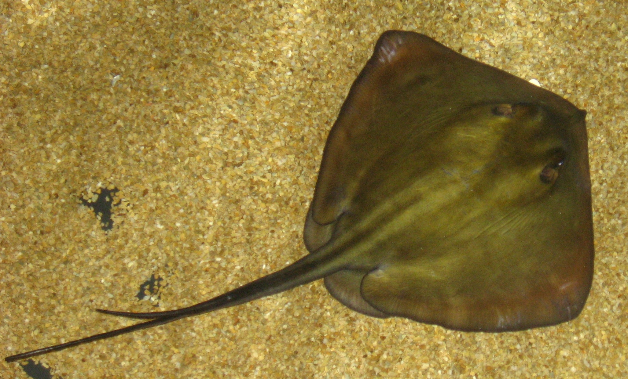 The number of different shark and ray species in areas with high trawling is up to 69% lower (Picture of Common Stingray) (c) Liné1