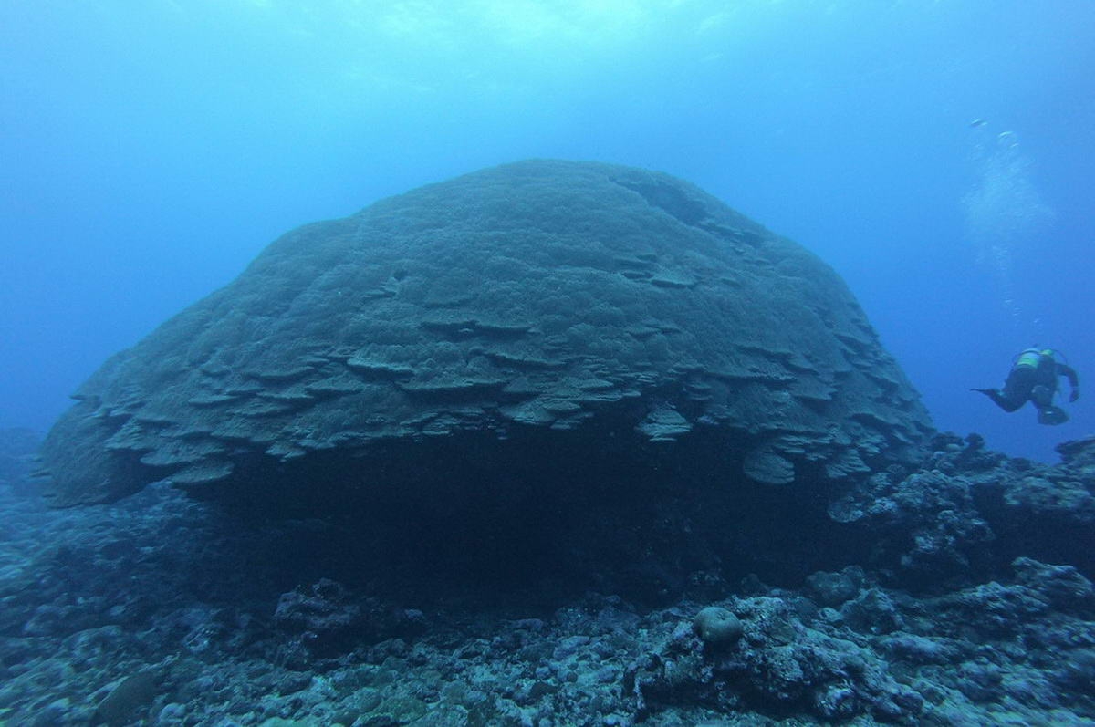 03_big_momma_large_klein (c) A scientist dives around 'Big Momma,' a giant coral head off the west side of Tau Island in American Samoa. Scientists have estimated that this coral colony is more than 750 years old! (c) NOAA Fisheries/Evan Barba