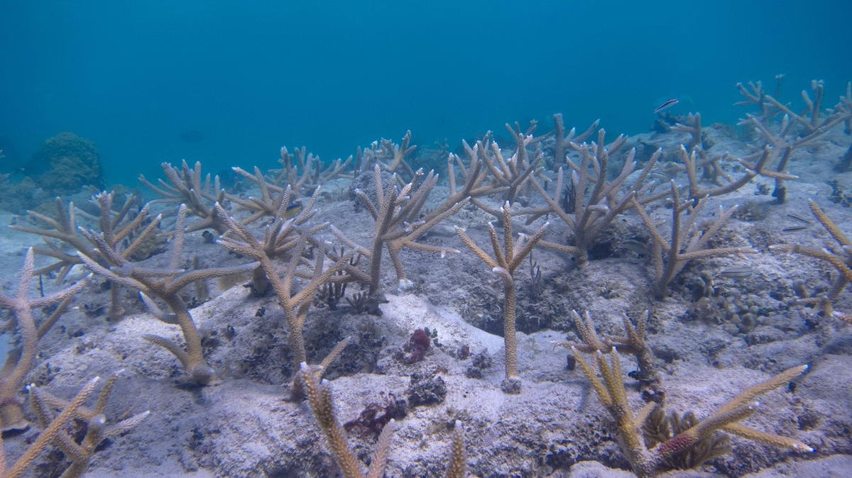 04_culebra_large_klein (c) Outplanted staghorn coral in Culebra, Puerto Rico. (c) NOAA