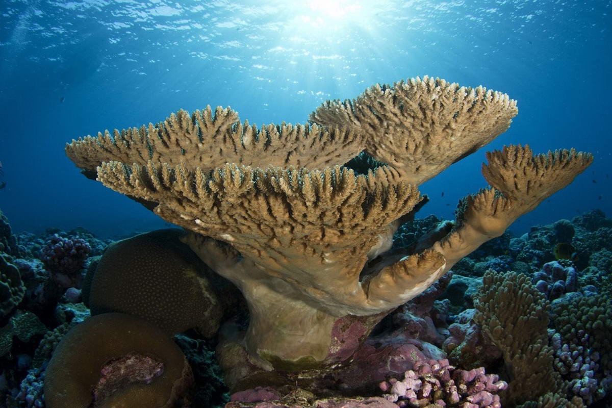 05_sunburst_large_klein (c) Acropora corals grow up toward the sunlight to form beautiful, massive tables in Palmyra’s waters. (c) NOAA Fisheries/Jeff Milisen.