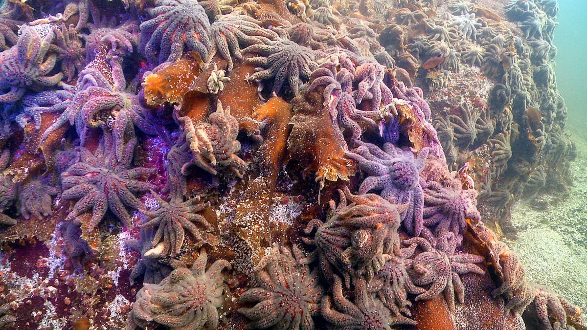 2 (c) Thousands of sunflower sea stars swarm Croker Rock near Croker Island in the Indian Arm fjord, north of Vancouver, British Columbia, on Oct. 9, 2013. Three weeks later, the sea stars vanished. (c) Neil McDaniel