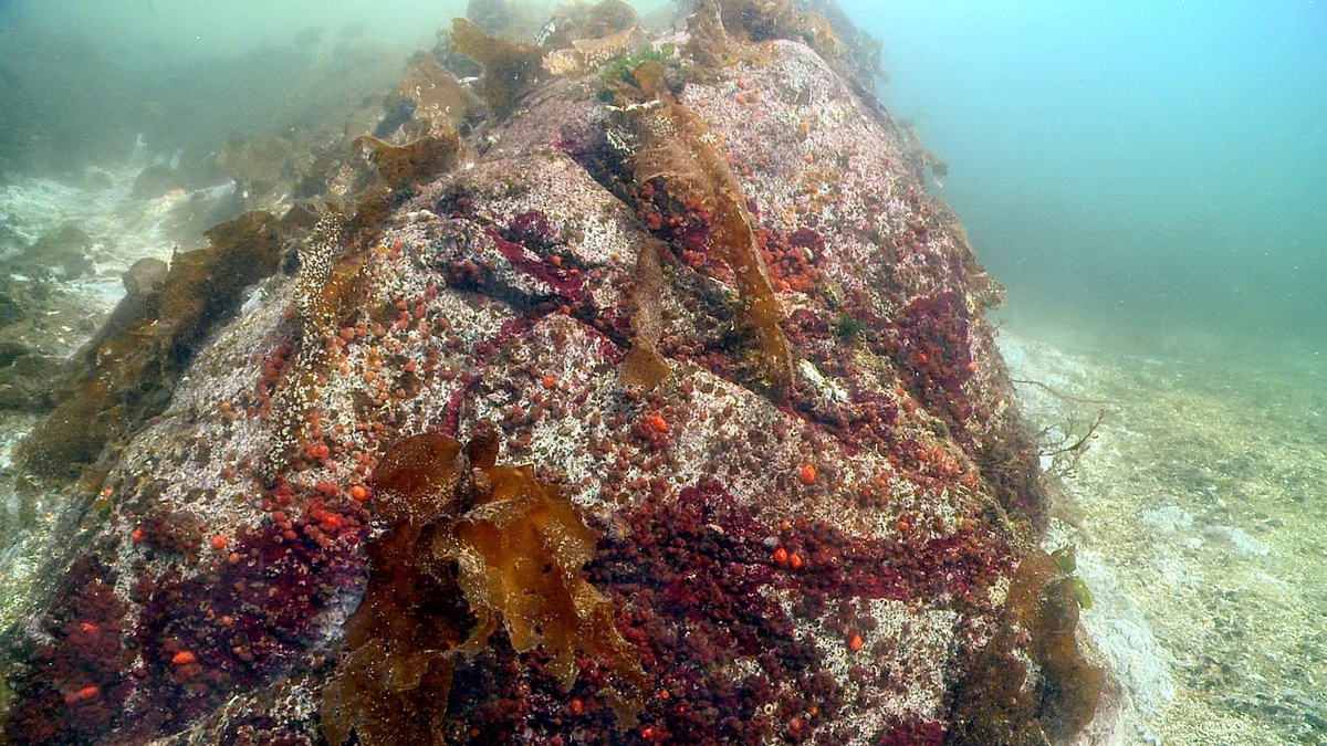 3 (c) Just three weeks before this photo was taken in October 2013, thousands of healthy sunflower sea stars swarmed this location, Croker Rock near Croker Island in British Columbia, before vanishing. (c) Neil McDaniel