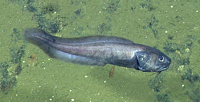 Cusk-eel-D737-2-640x327 (c) Cusk eels like this one seem to prefer seabed areas where the oxygen concentration is extremely low © 2015 MBARI