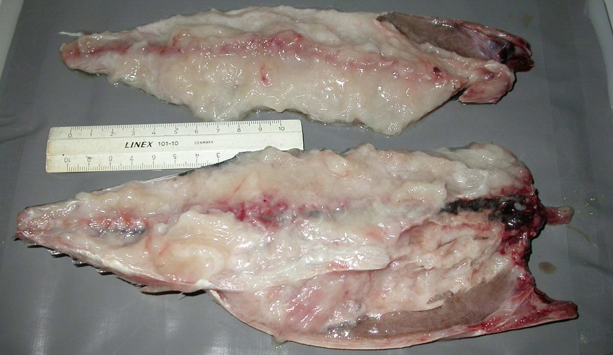 DSCN0377 (c) Soft meat: Mackerel fillets that are heavily infested by Kudoa thyrsites, © Arne Levsen / Institute of Marine Research