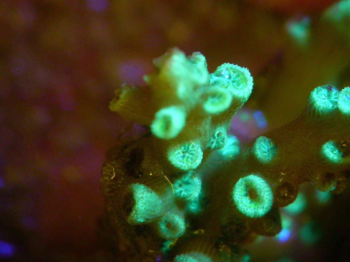 DSCN7030_Bildgröße ändern (c) Under some light conditions many corals emit a green fluorescence that attracts the symbionts necessary for a healthy life. © Andrew Baird 