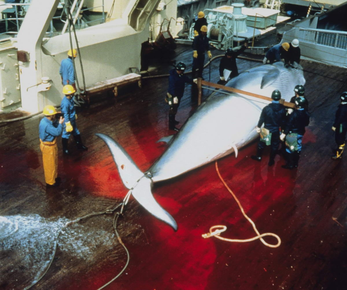 Whaling (c) Mark Votier