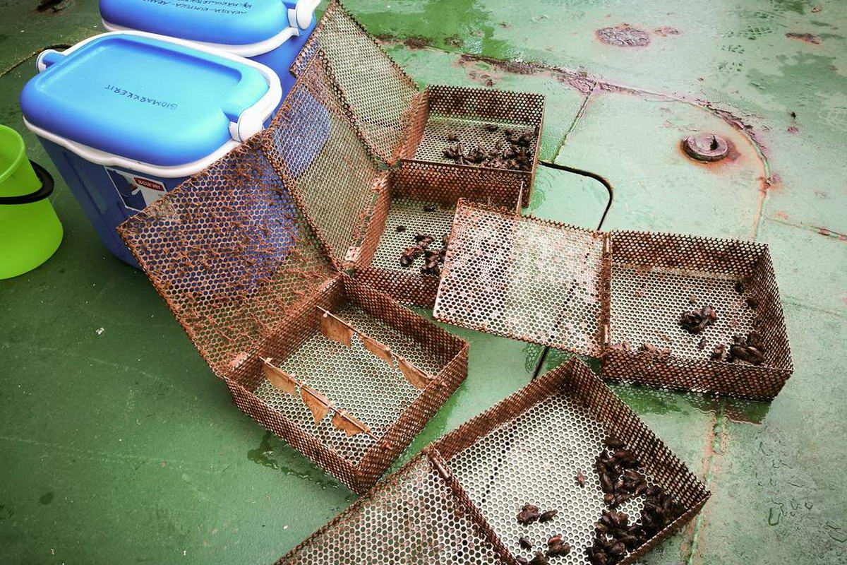 csm_RV_Aranda_Blue_mussel_caging_SYK E_Ilkka_Lastumäki_11__61b2d427bd_klein (c) Salvaged shell boxes © Alfred Wegener Institute