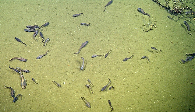 goc-fish-aggregation-D737-640 (c) Cusk eels, grenadiers, and lollipop sharks gather on the seabed in the Gulf of California © 2015 MBARI