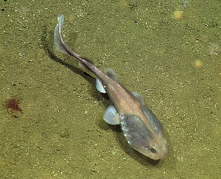 lollipop-shark-d732-1-450 (c) Lollipop Sharks have large heads and gills that can help them absorb oxygen in an oxygen depleted environment © 2015 MBARI