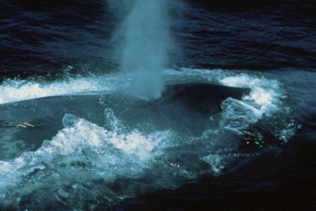 Blue whale
(c) NOAA