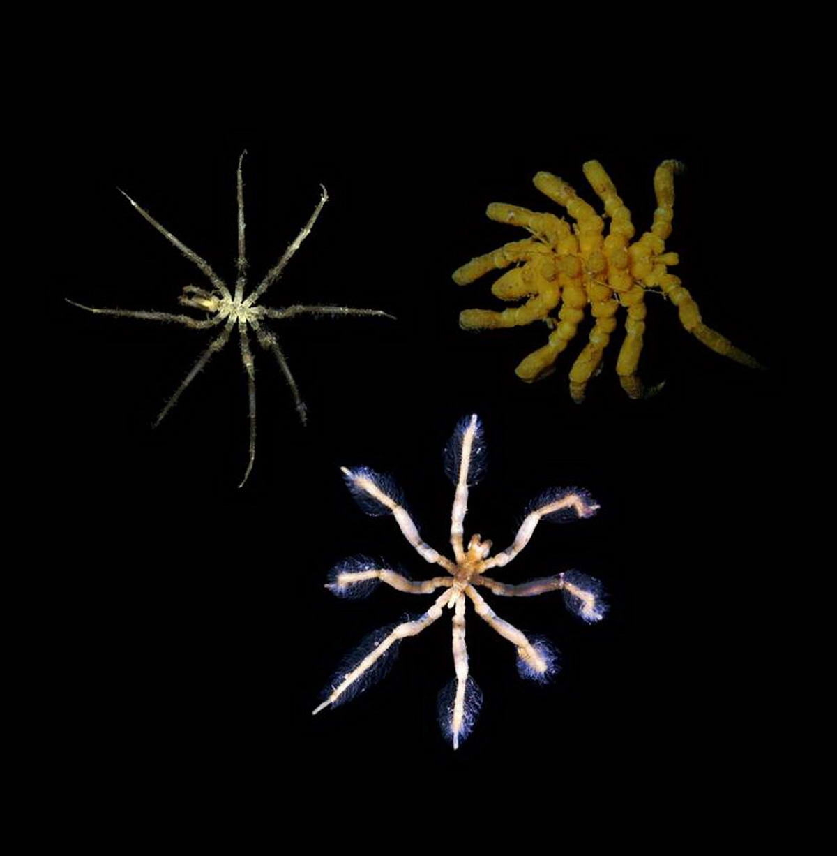 05_csm_Sea_spiders_9b7366febf_klein (c) Sea spiders (c) Griffiths, Huw J.