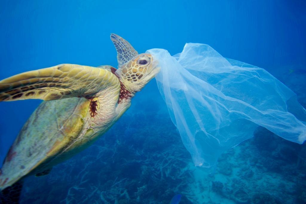 1_Large_WW260730 (c) Green sea turtle (Chelonia mydas) with a plastic bag, Moore Reef, Great Barrier Reef, Australia. The bag was removed by the photographer before the turtle had a chance to eat it. (c) Troy Mayne / WWF