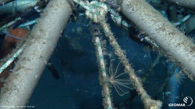 3 (c) Scientists of the Alfred Wegener Institute have investigated which species settle in the Arctic deep sea. For this purpose, they erected settlement plates on a steel scaffold, which were photographed and sampled over a period of 18 years with the aid of ROV. (c) ROV Kiel 6000 GEOMAR