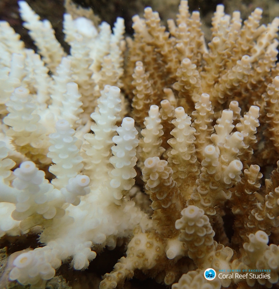 Coral Bleaching Survey Orpheus Island 2017 - Greg Torda (c) New research finds that extreme and sudden changes in salinity cause a biochemical response in corals (Acropora millepora) that is similar to marine heatwaves, but in some ways, more damaging to their cells. (c) ARC Centre of Excellence for Coral Reef Studies/Greg Torda