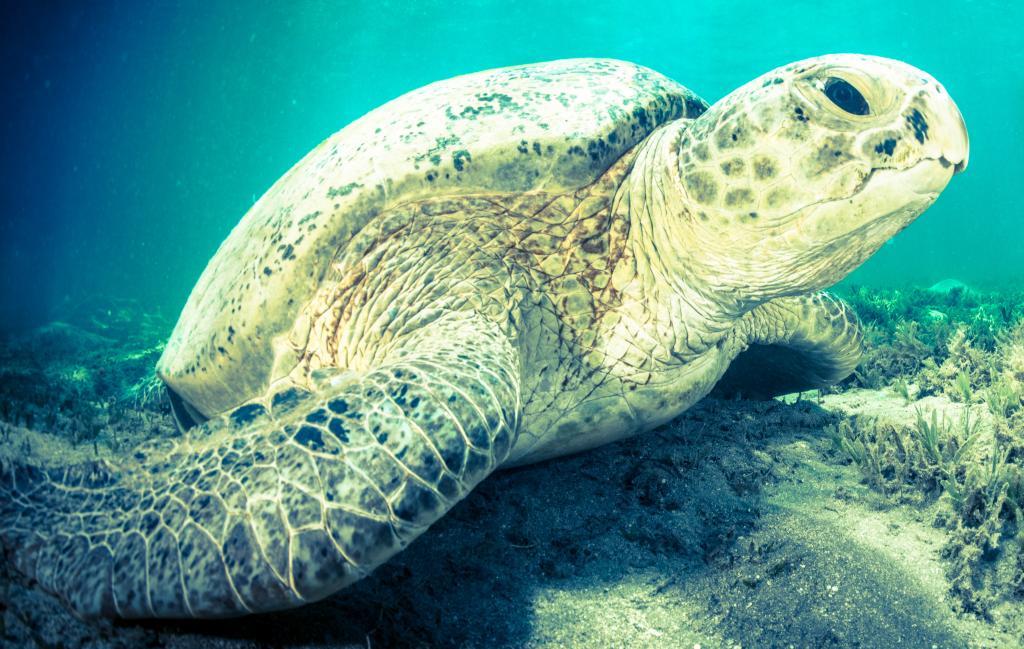 Turtle at Curaçao Dive Site