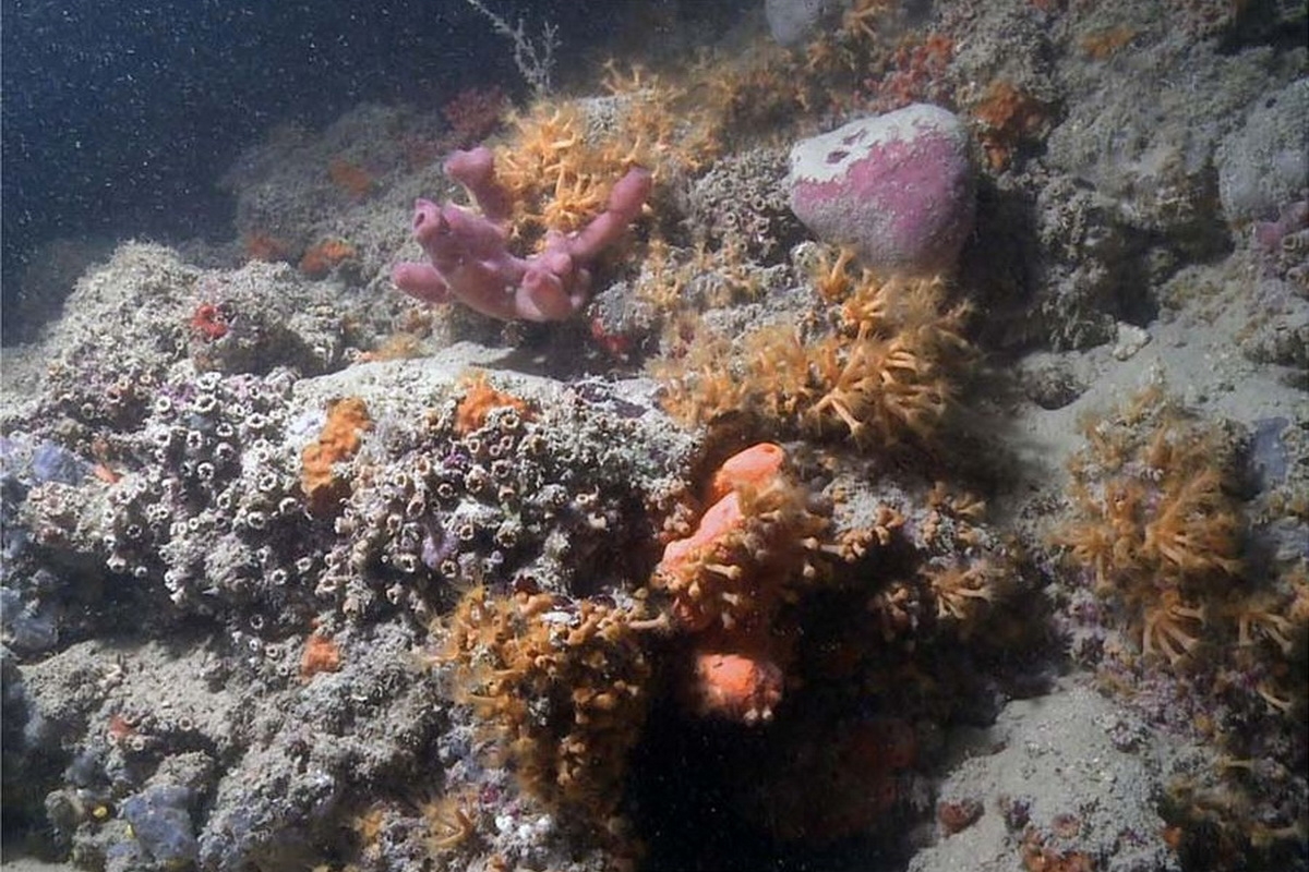 riff2 (c) Image of the newly discovered reef in the Adriatic Sea